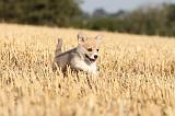 CORGI PEMBROKE 090